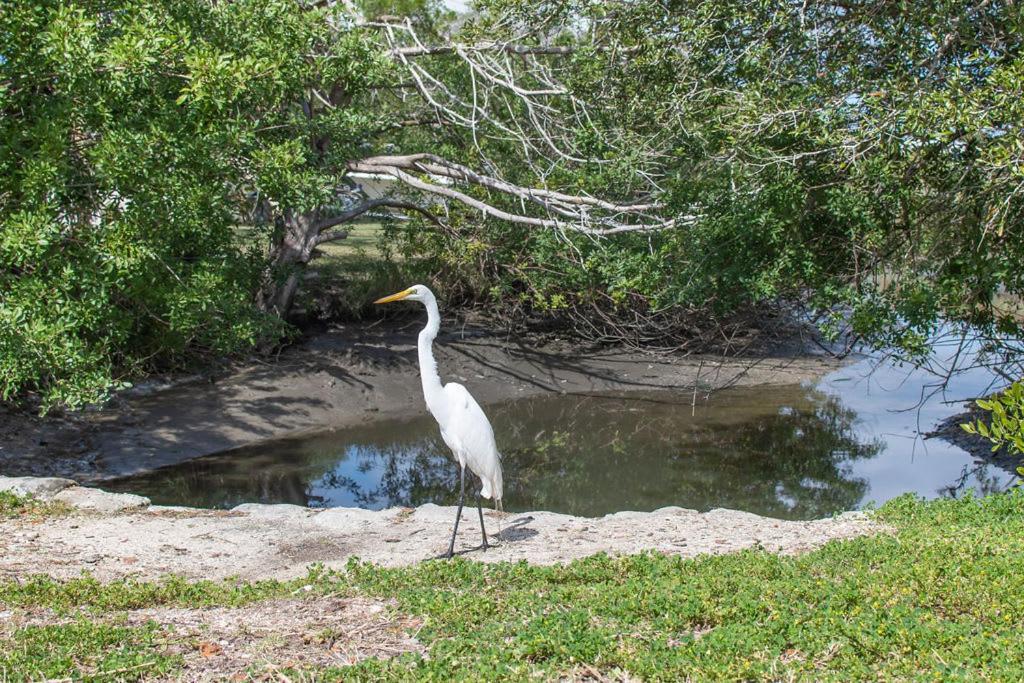 Marsh Front Birders Paradise Close To Beaches And Downtown Сент-Огастин Экстерьер фото